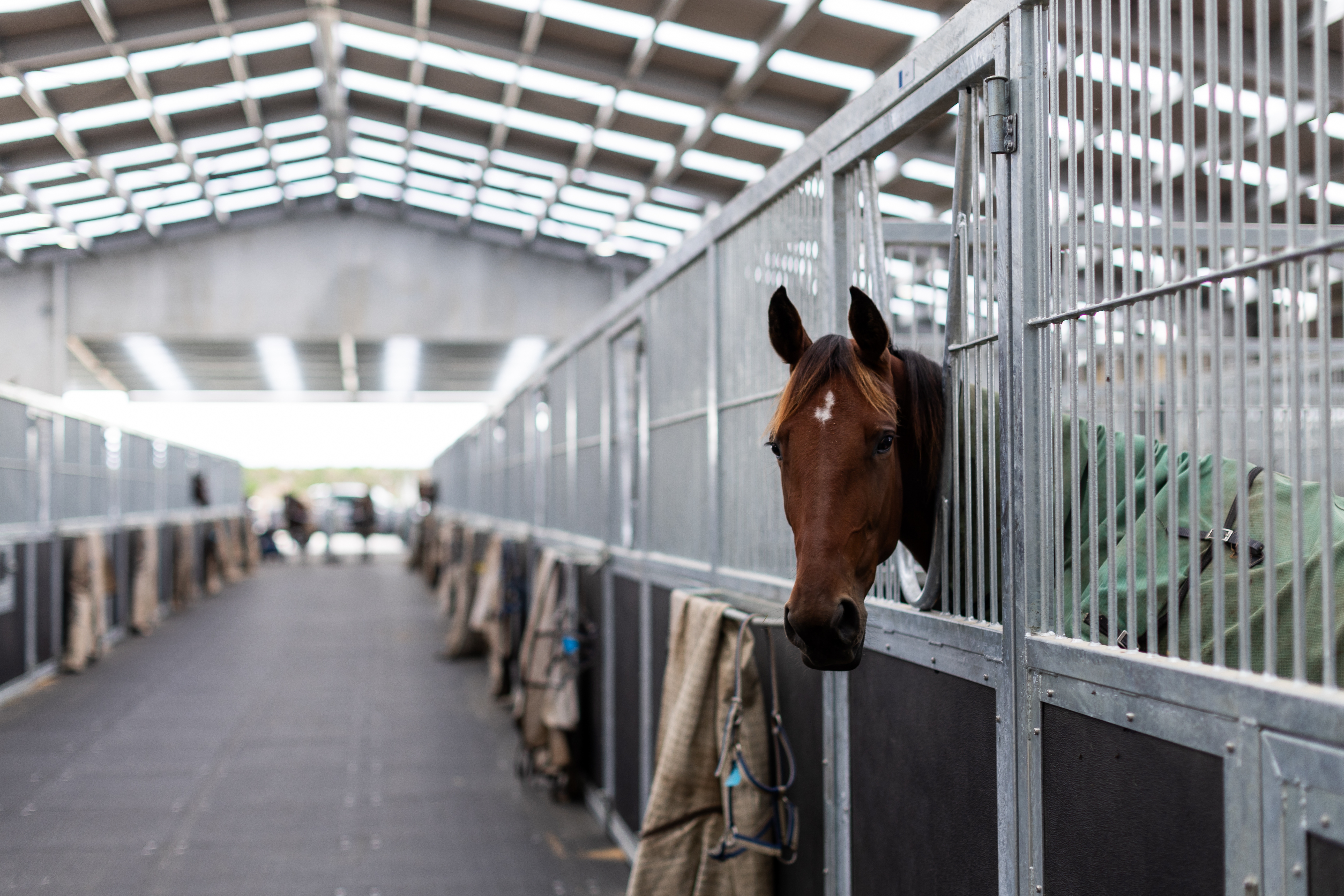 Horse Stables Construction With Steel Framing - Corcon
