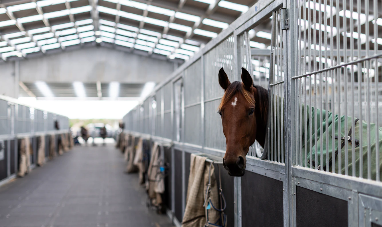 Horse Stables Construction With Steel Framing - Corcon